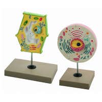 Cells and cell division