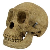 Skulls