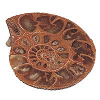 Fossils