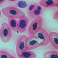 Human and Animal Histology