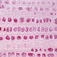 Plant Histology
