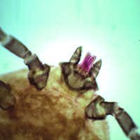 Insects