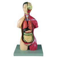 Human Torsos and Organs