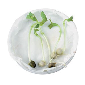 Culture In Vitro