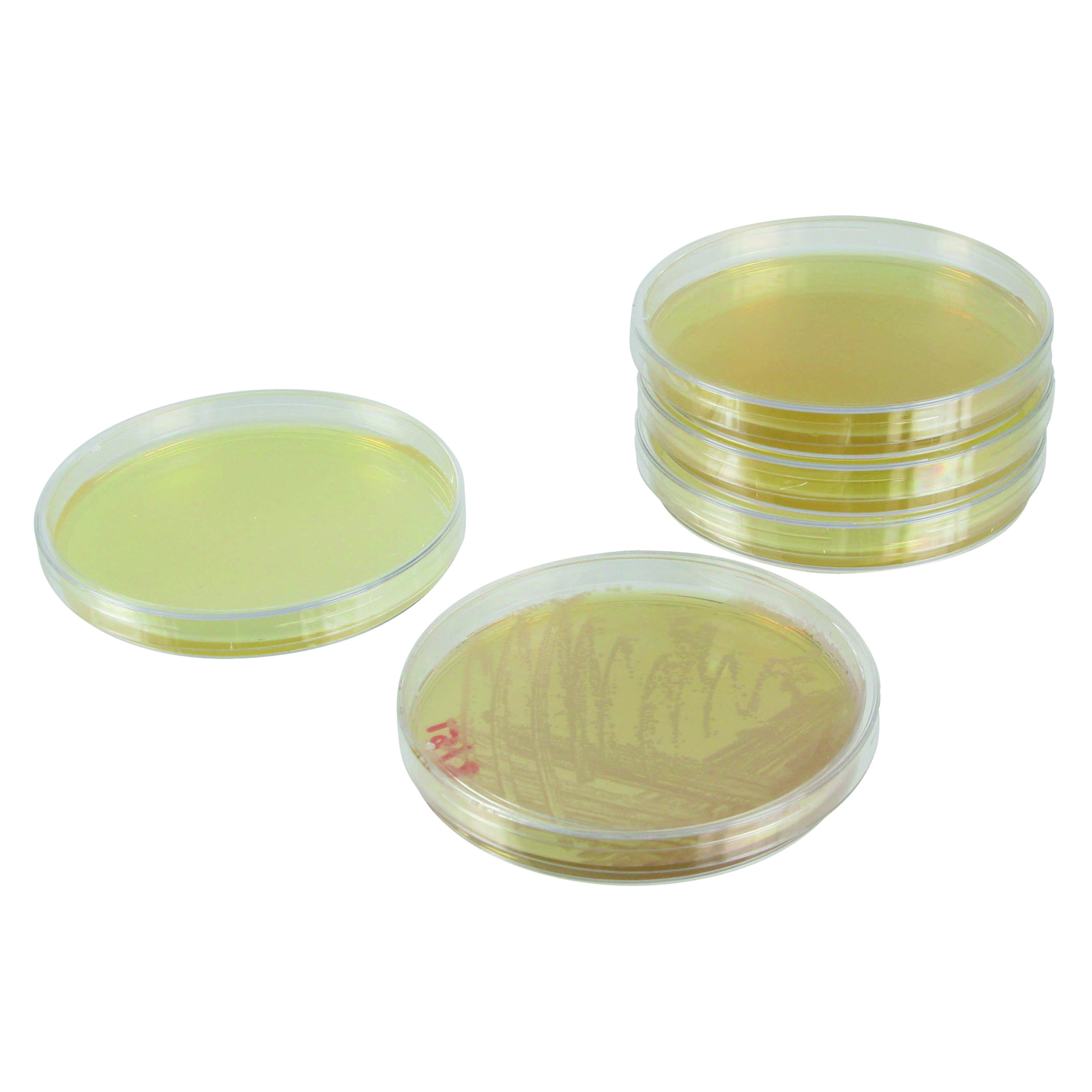 Mutagénèse