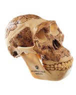 Crâne Australopithèque