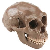 Pack 4 crânes lignée humaine