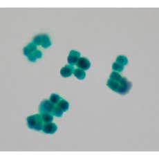 Pleurococcus, algue verte unicellulaire