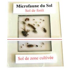 Biodiversité microfaune / mésofaune d'un sol en inclusion