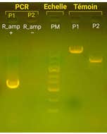 Kit PCR Détection d'une résistance aux antibiotiques (36 x PCR)