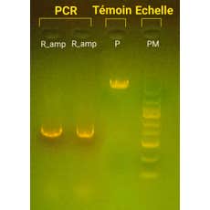 Kit PCR Express : Principe et réalisation d’une PCR