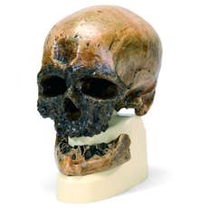 Crâne d'Homo sapiens sapiens Cro-Magnon