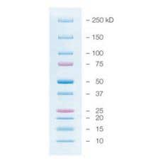 Standards Bicolores Precision Plus Protein - 1610374EDU