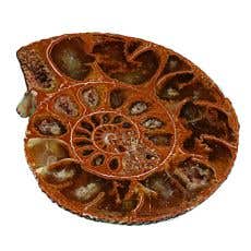 Fossile : Ammonite réelle coupée