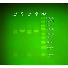 Kit PCR variation du gène de l'amélogénine