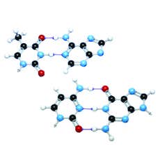 Modèle moléculaire Acides nucléiques / bases azotées